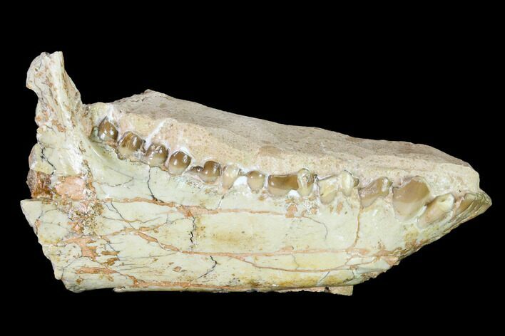Fossil Oreodont (Merycoidodon) Mandible - Wyoming #145846